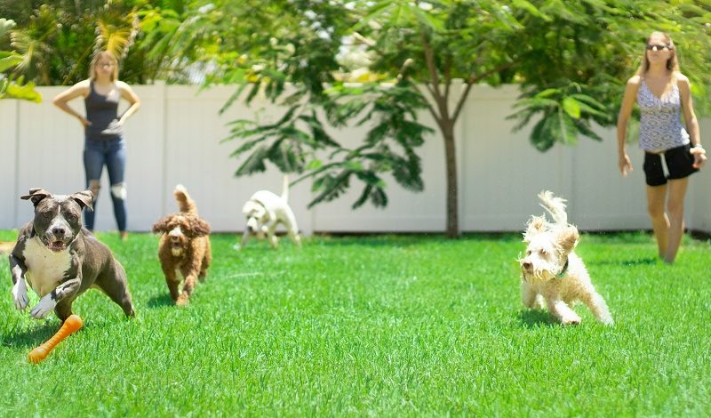 two women playing with dogs in a backyard