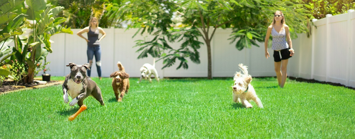 two women playing with dogs in a backyard