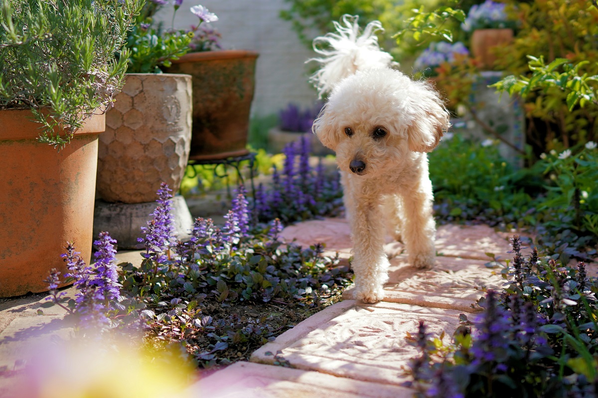 poodle in a sensory garden